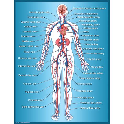 Circulatory System Human Body Anatomy Organ System Png Clipart Images