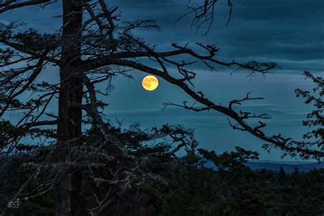 Full Moon Through The Trees Photograph By Thomas Ashcraft