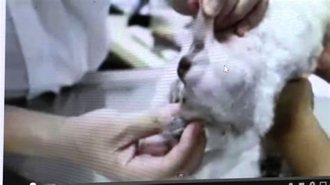 Perineal Hernias In 2 Male Dogs Surgical Treatment Youtube