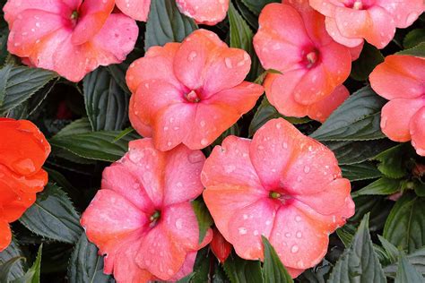 Impatiens Flowers Growing Guides Tips And Information