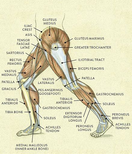 Leg Anatomy Bones Leg Muscles And Their Parts