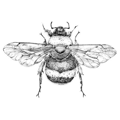 Bumble Bee Drawing At Getdrawings Free Download