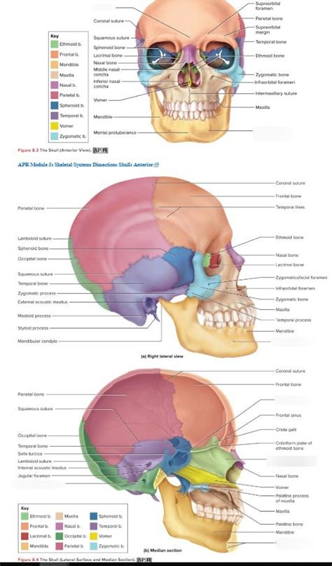 Chapter 8 Cranial Bones Diagram Quizlet