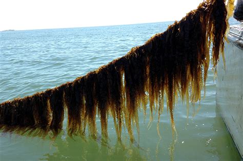 Resources National Seaweed Hub