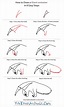 How to Draw a Giant Anteater