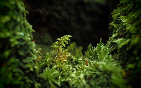 Forest Moss Wallpapers Wallpaper Cave