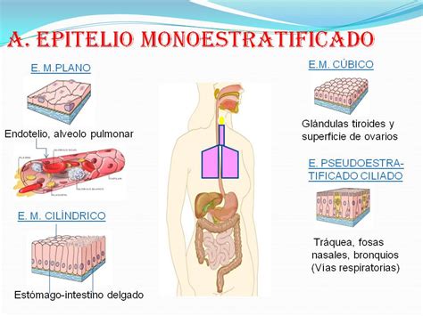 Biologìa tejido epitelial
