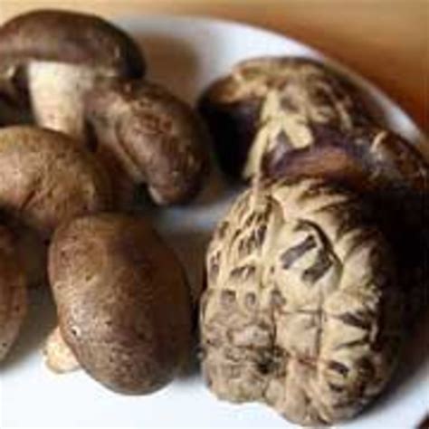 Shiitake Mushrooms Allergic Reaction All Mushroom Info