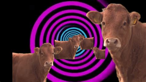 Crazy Cow Hypnosis Youtube