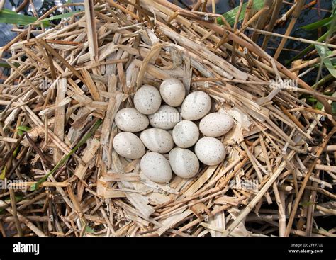 Huevos En Nido Fotografías E Imágenes De Alta Resolución Alamy