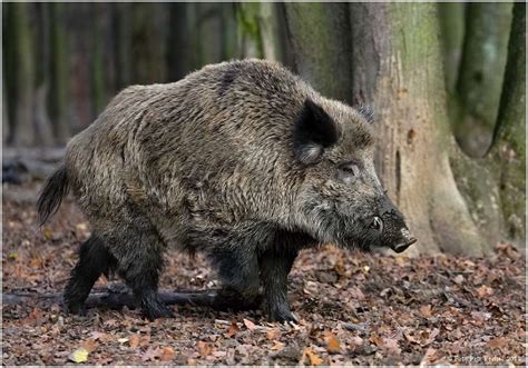 Wild Boar Hunting In Europe Bookyourhunt Blog