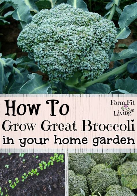 How To Grow Great Broccoli In Your Home Garden Growing