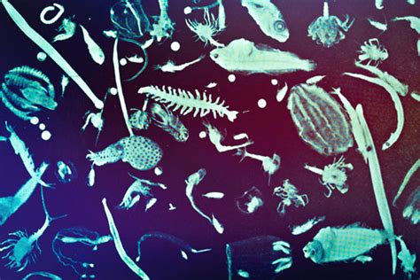 Mit Study Shows Tiny Plankton Have A Big Effect On The Oceans Carbon