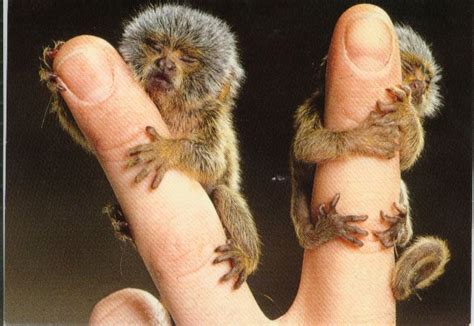 Pygmy Tarsier Monkey Tarsius Pumilus The Smallest Monkey In The