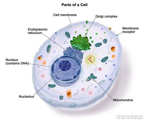 Why Does Every Cell In Our Body Contain Dna Dnasu