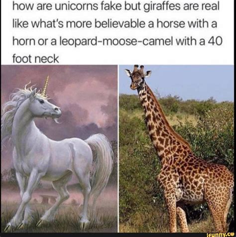 A Giraffe And A Unicorn Are Shown In Two Separate Pictures One Is White