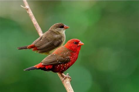 10 Red Headed Birds Of Hawaii With Pictures