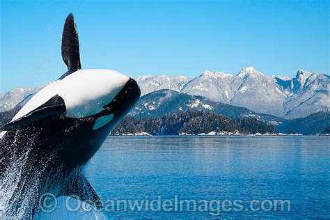 Orca Breaching Photo Image