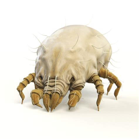 Mattress Human Eye Dust Mites Meet The Tiny Critters Thriving In Your