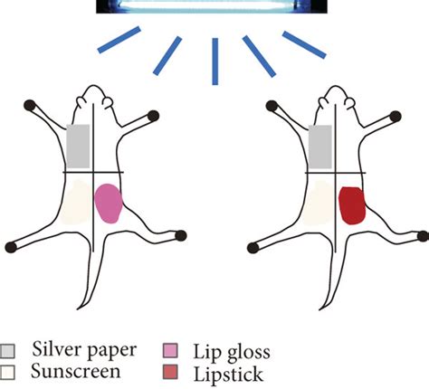 Dermatoscope And Histology Of Dorsal Mouse Skin Applying Different