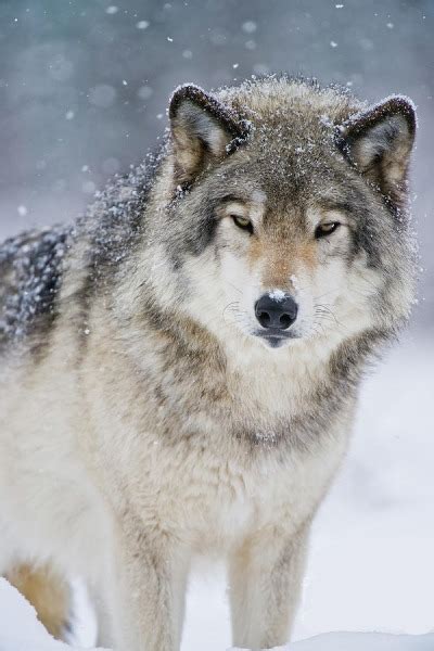 Timber Wolf By Wolves Only Tumbex