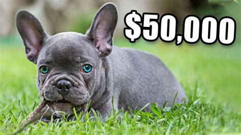 Why Are French Bulldogs Are So Expensive