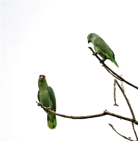 Crimson Fronted Parakeet Psittacara Finschi Kesterfotografienl