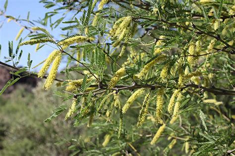 Sonoran Desert Plants Prosopis Velutina Velvet Mesquitemezquite In