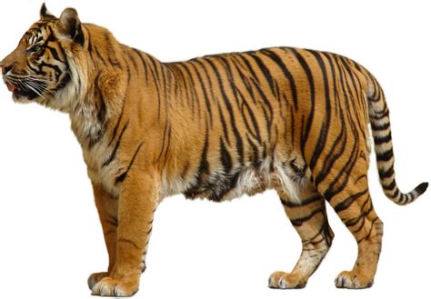 Tiger Png Transparent Image Download Size 900x626px