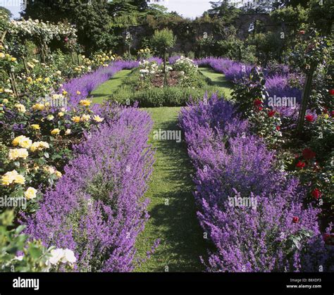 Rosenbeete Eingefasst Mit Lavendel In Voller Blüte Im Garten Pergola