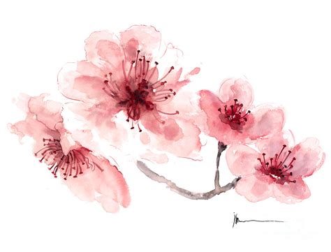 Watercolor Cherry Blossom Flower