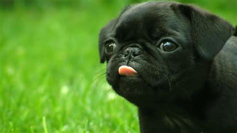 The Black Pug Five Things You Didnt Know
