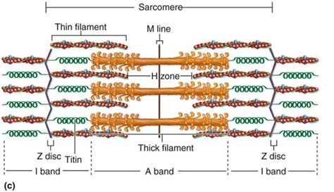 Muscular system it is one of the biggest systems of our body. myofilament - définition - C'est quoi