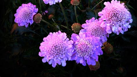 Pincushion Flowers Wallpapers Wallpaper Cave