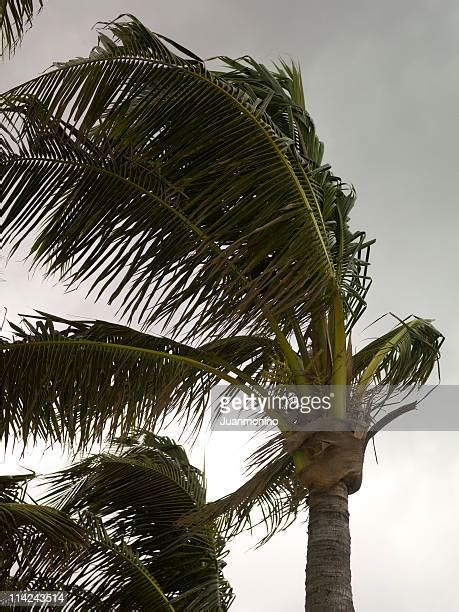 Hurricane Palm Trees Blowing Photos And Premium High Res Pictures