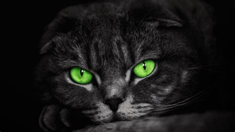 Download Green Eyes Animal Cat 4k Ultra Hd Wallpaper
