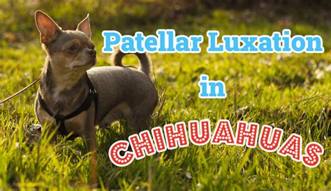 Patellar Luxation In Chihuahuas What You Should Know