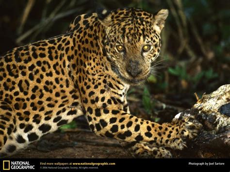 Jaguar National Geographic Wallpaper 9042086 Fanpop