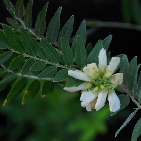 Mundulea Sericea Wildflower Nursery