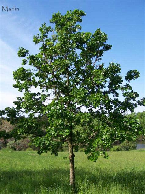They replace their leaves over a short period of several. Bur Oak - Quercus macrocarpa