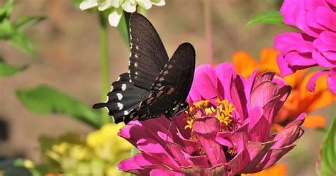 Tema 1 selamatkan makhluk hidup. Simbiosis Makhluk Hidup (Mutualisme, Komensalisme, Parasitisme, Amensalisme) dan contohnya ...