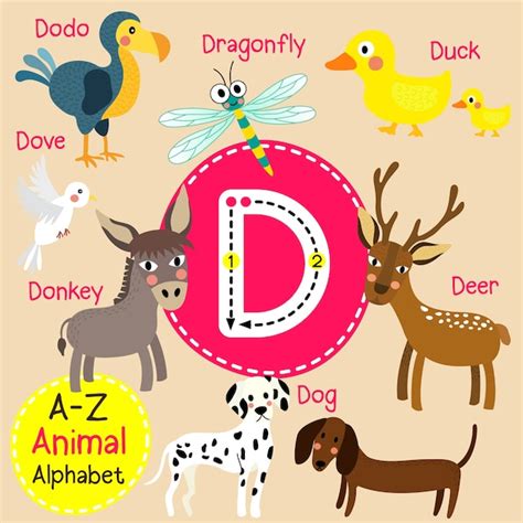 Premium Vector Letter D Zoo Alphabet
