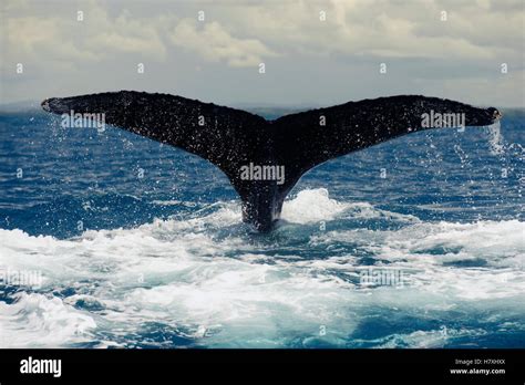 Humpback Whale Megaptera Novaeangliae Diving Southern Bahia Brazil