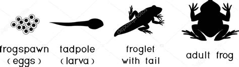 Life Cycle Of Frog Sequence Of Stages Of Development Of Frog From Egg