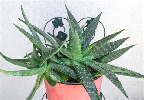 How often should i expect to water my cactus? Aloe Vera Plant Care: Learn to Grow This Healing Succulent ...