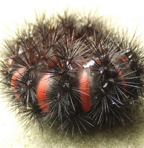 Legs are covered in black and white bands. Giant_Leopard_Moth_Caterpillar | Giant leopard moth, Moth ...