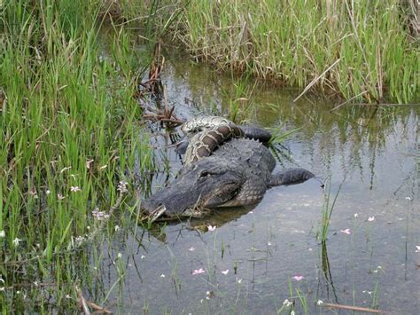 1000 Images About Alligator On Pinterest Food Chains Alligators And