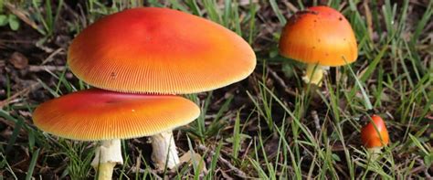 Common Misconceptions When Identifying Poisonous Mushrooms Preps Life