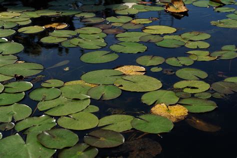 Filepond Of Water Lilies 3400959101 Wikimedia Commons
