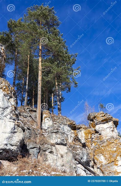 Pine Trees Growing On The Rocks Of The Siberian Hills Against The Blue